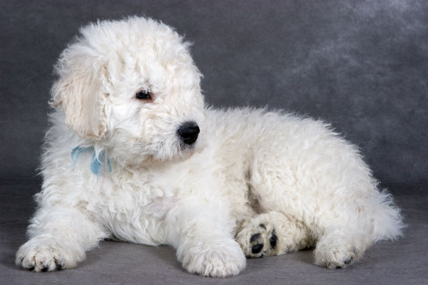 hungarian guard dog komondor