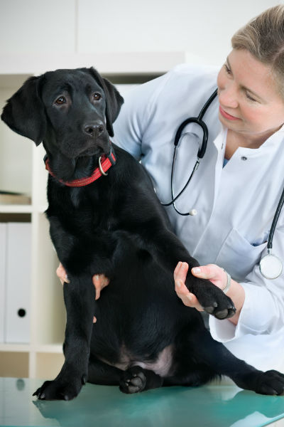 laboratório e veterinário