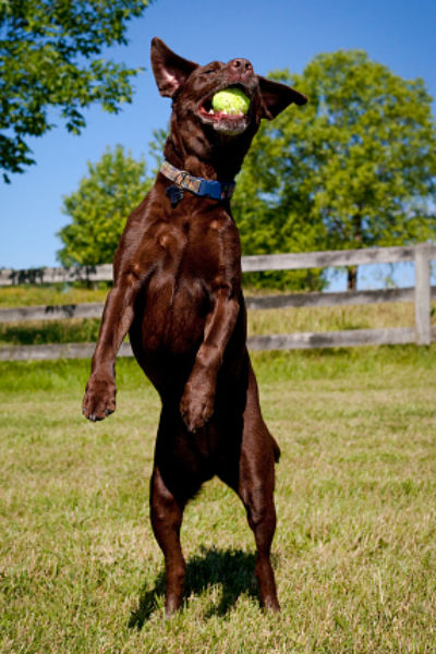 lab_catching_ball