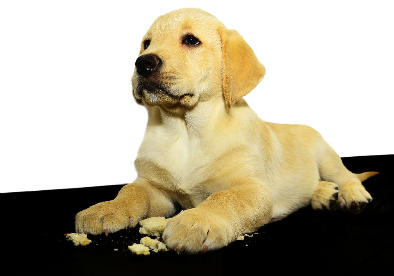 Can Dogs Eat Bread? – American Kennel Club