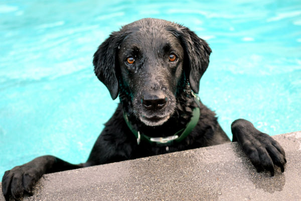 lab swimming 