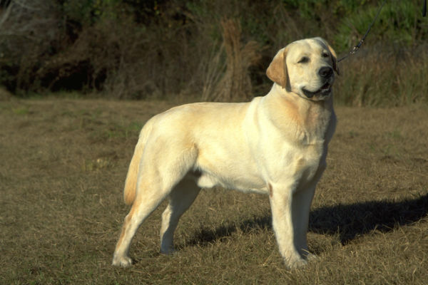 labrador retriever