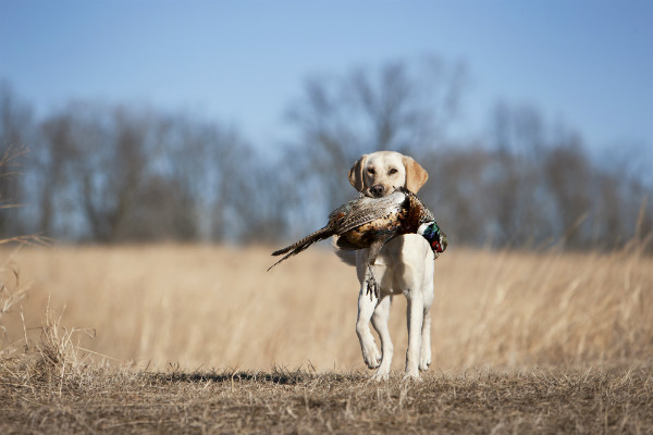 what breed of dog is a bird dog