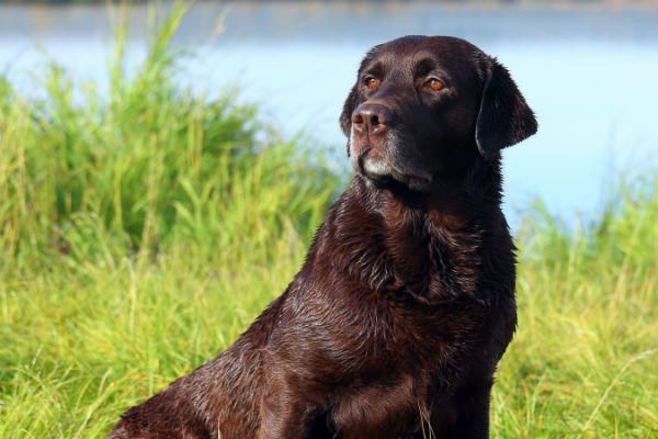 akc top 10 dogs