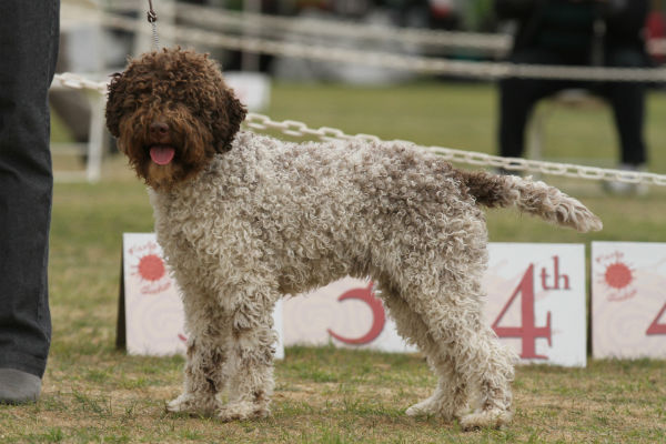 lagotto romagnolo