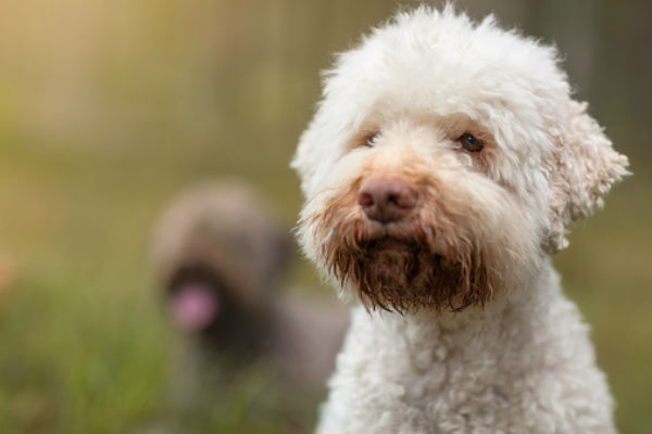 [lagotto body image]