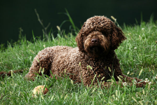 large water dog breeds