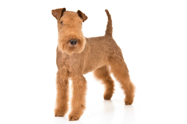 los lakeland terriers son buenos con los gatos