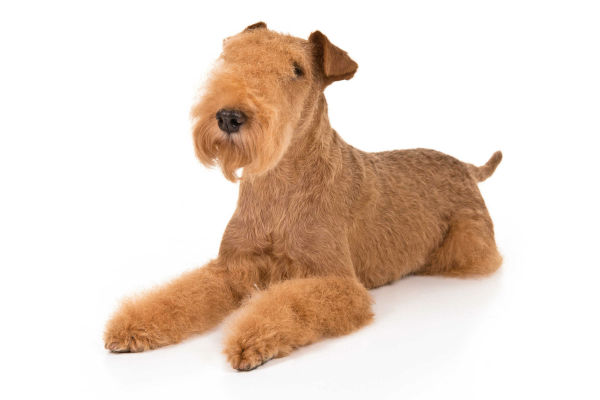 lakeland terrier 2