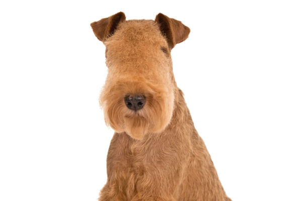 lakeland terrier kennel