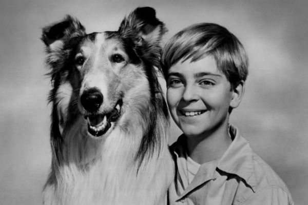 Collie for Sale: Lassie and the Birth of Modern Marketing – American Kennel  Club