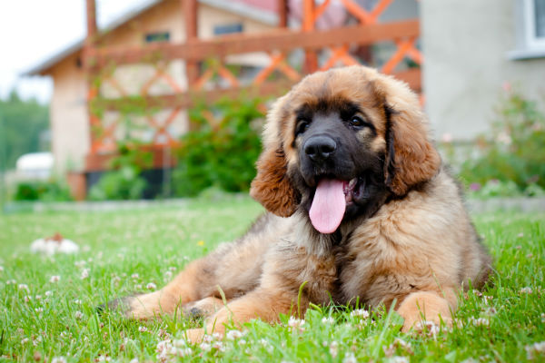 big fluffy puppies