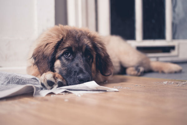 Ten ways to puppy proof your home