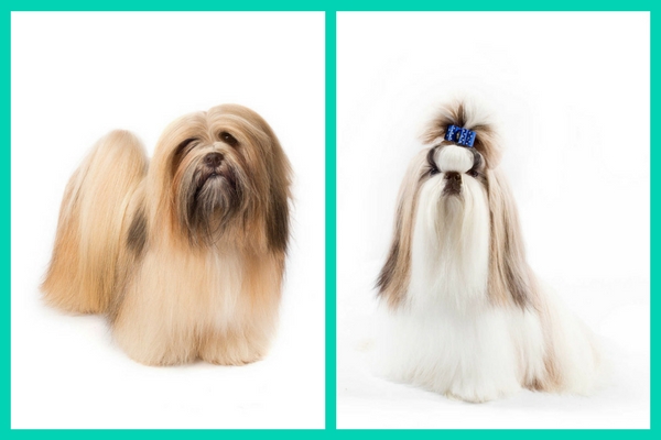 breeds similar to lhasa apso