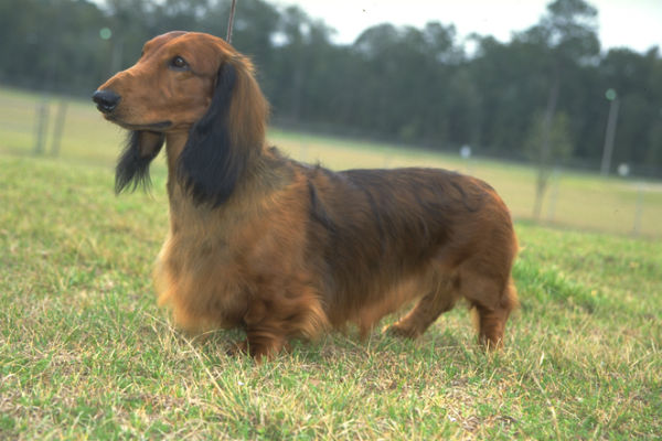 dachshund