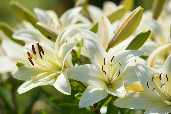 are snake plants poisonous to dogs