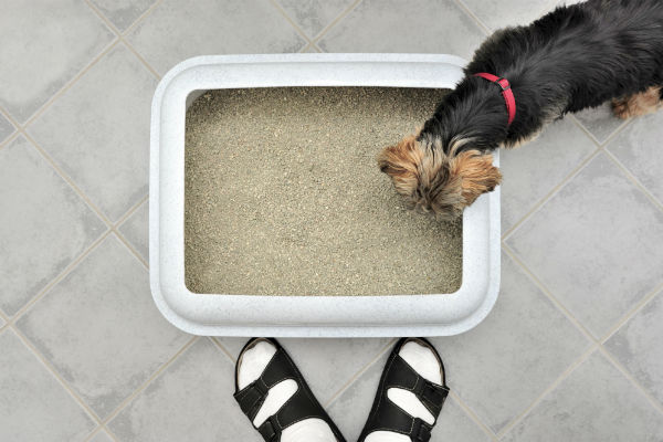 Indoor dog shop potty area