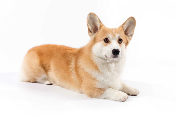 10 Things Only Pembroke Welsh Corgi Owners Understand