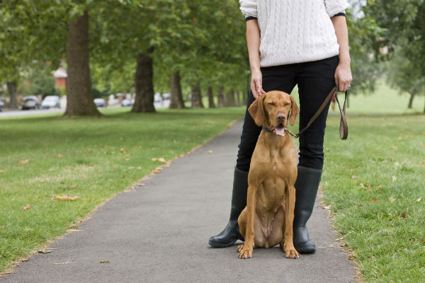 walking a dog on a leash