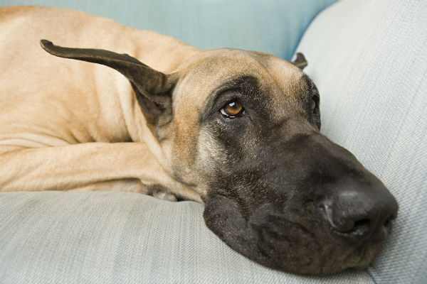 What is the treatment for lymphoma in dogs