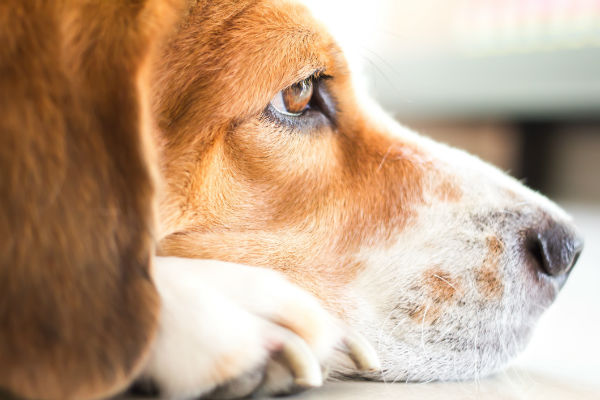 How long do dogs live once diagnosed with lymphoma