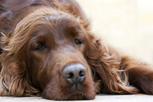 what causes a dogs lymph nodes to swell