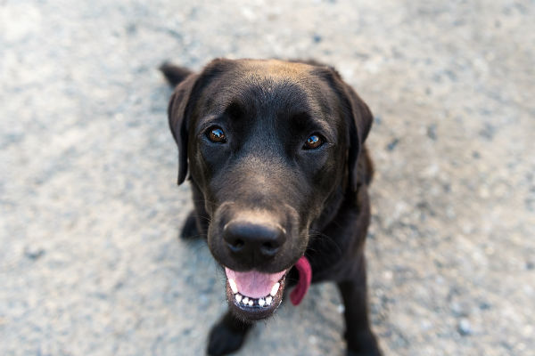 labs webbed feet