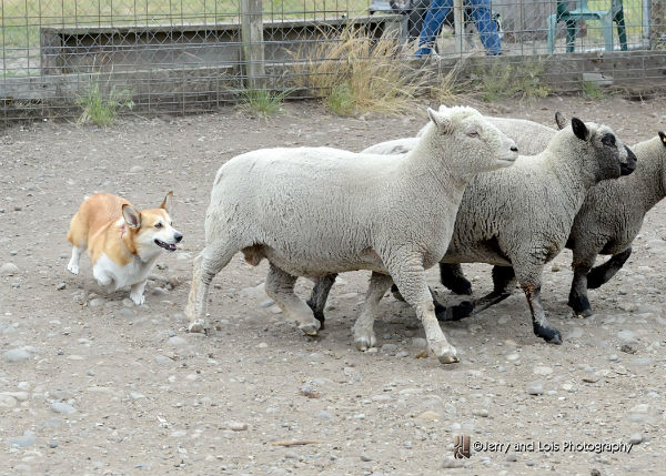 corgi sheep