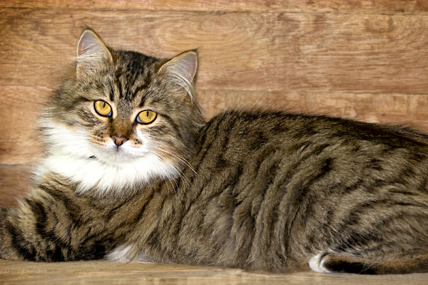 maine coon cat