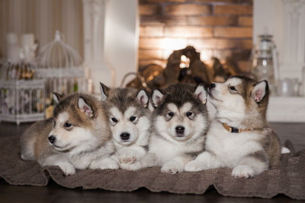 50 Cute Puppies You Ll Have To See To Believe American Kennel Club