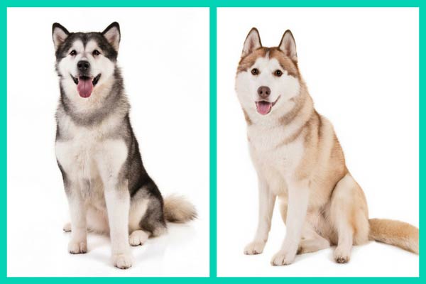 are black and white huskies akc breed standard