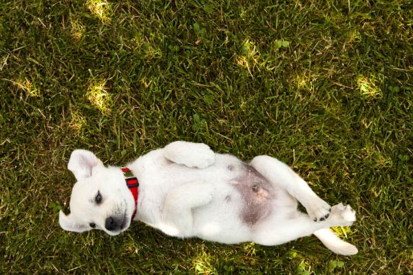 male dog belly