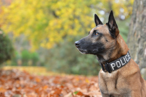 belgian shepherd police dog