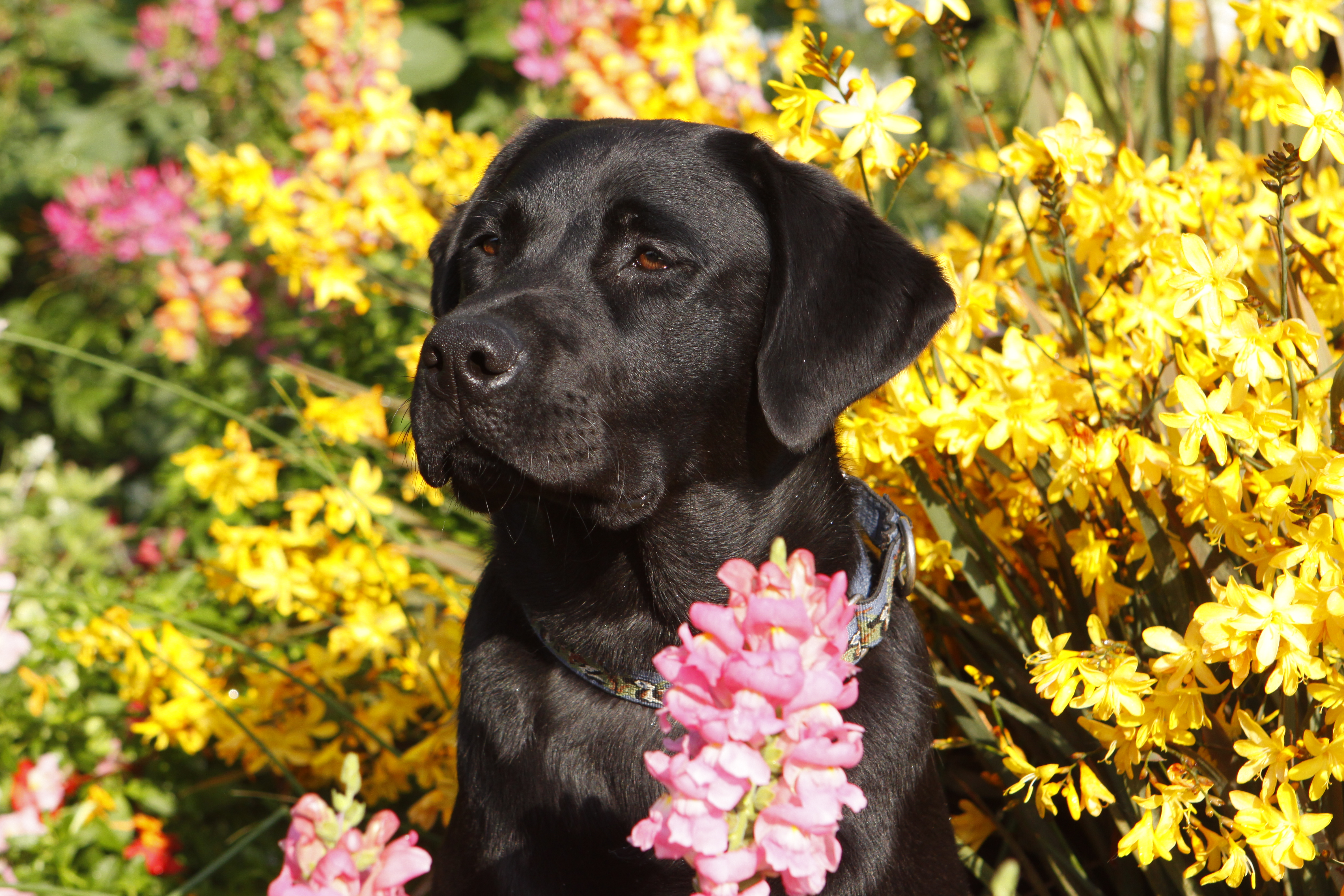 lab with flower