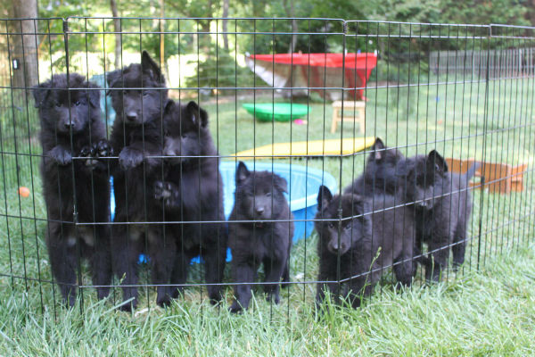 belgian sheepdog puppies