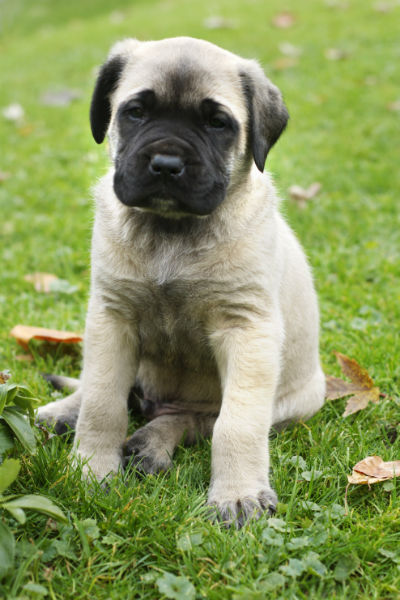 8 week old mastiff