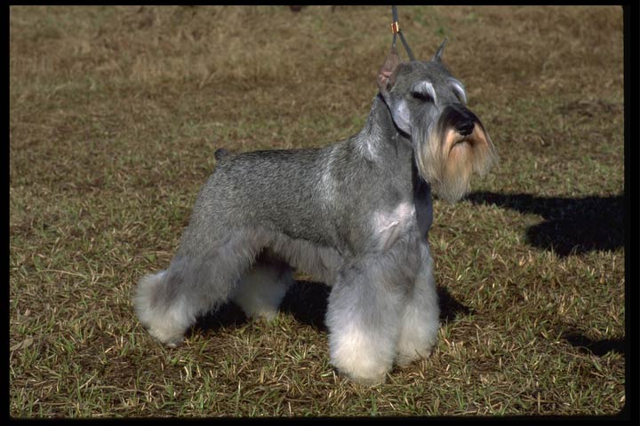 miniature schnauzer