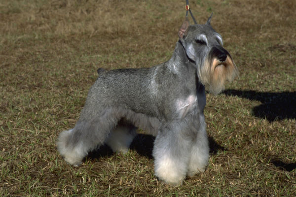 miniature schnauzer