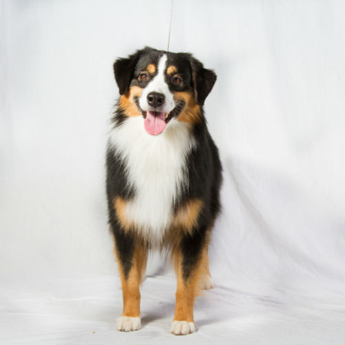 toy american shepherd