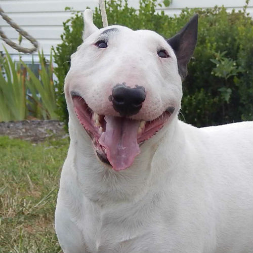 mini bull terrier