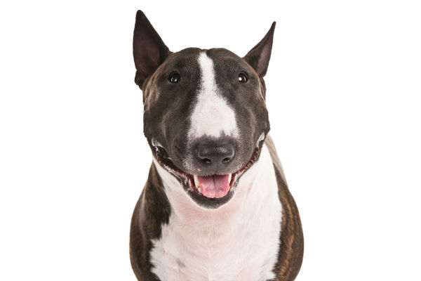 are miniature bull terriers good family dogs