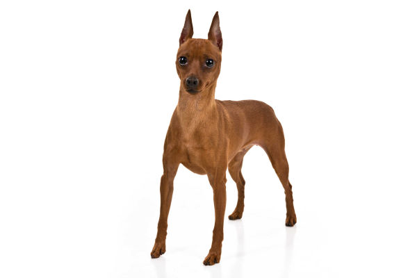 Little Dog, Giant Personality: the Miniature Pinscher – American Kennel Club