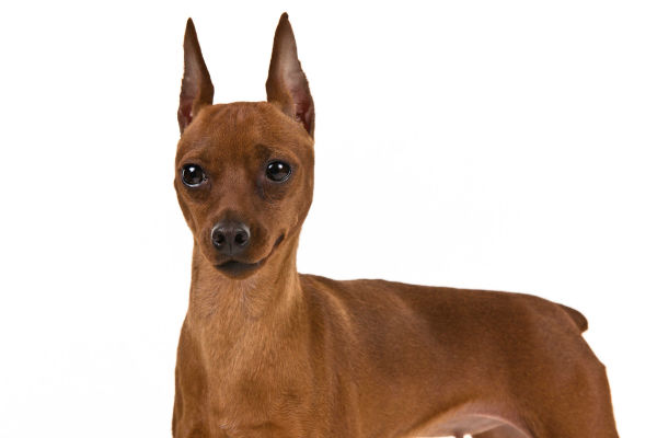 Female best sale miniature pinscher