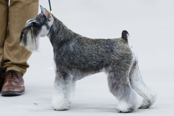 a miniature schnauzer