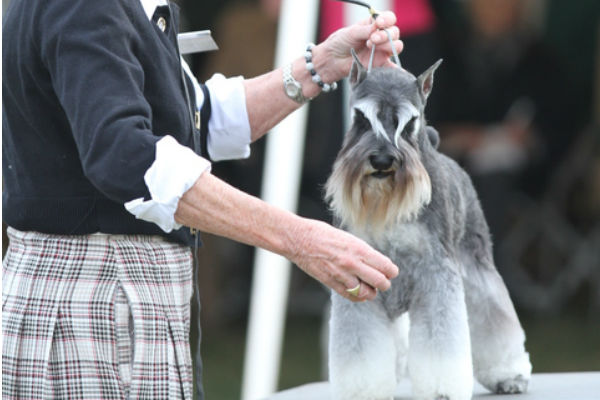 schnauzer nain