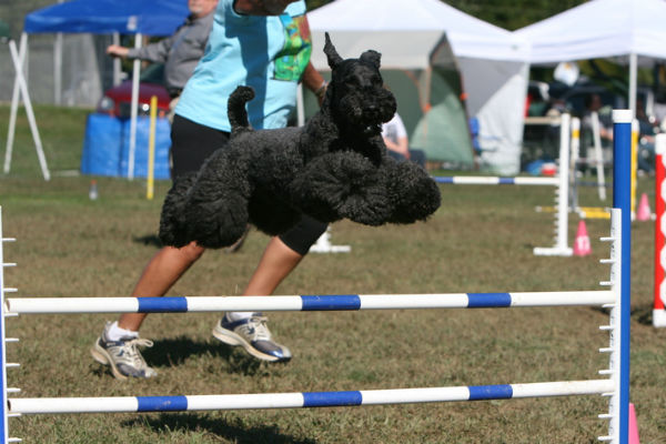 terrier bleu kerry