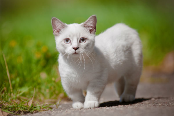 munchkin cat