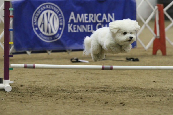 bichon frisé