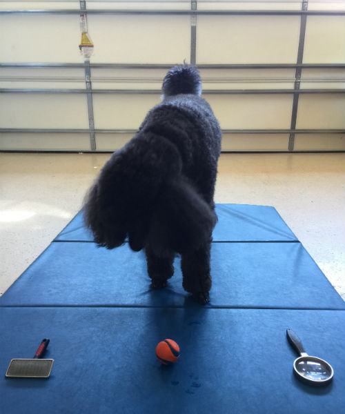 dog learning toys