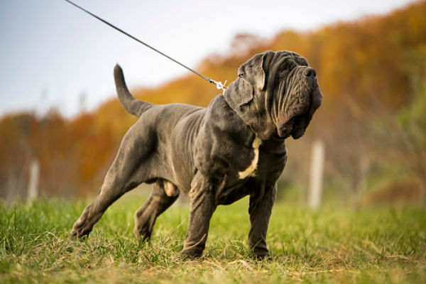 which is the best mastiff breed